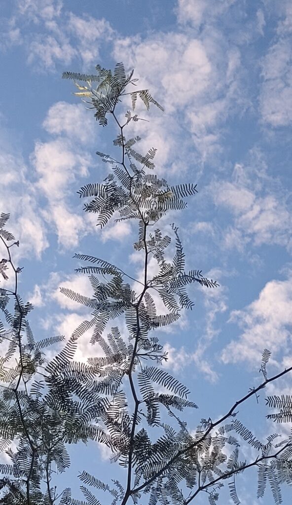 Branches and the Sky with Clouds